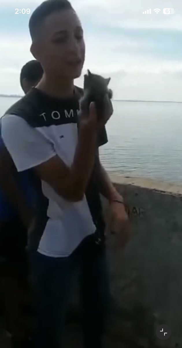 Moralyluces7's tweet photo. SE PIDE COLABORACIÓN A LA GENTE EN FALCÓN para ubicar a este malandro que asesina a un gatito. Las lacras que le acompañan ríen y no evitan la crueldad.
@hackervnzl @AnonymousVene10 @PuntoFijoCity #MaltratoAnimal #PuntoFijo #EstadoFalcon @uclave @VivaLaUCV @UCarabobo @enlaucab https://t.co/AA3ggL0eUl