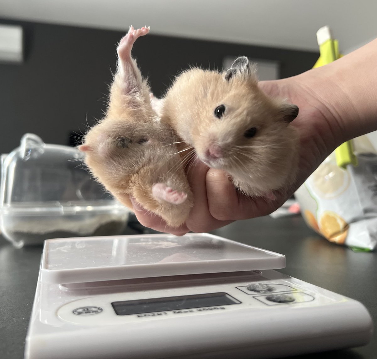 百獣の王 (@daitokaisaitama) / Posts / X