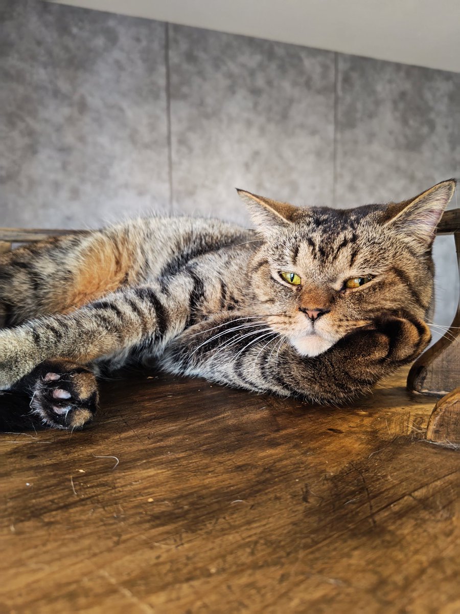 猫Cafeごろにゃん tweet media