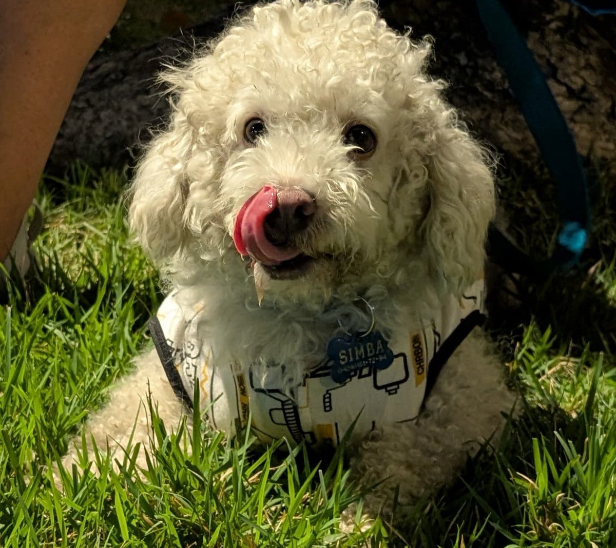 RobertLobo_'s tweet photo. Hoy, mi perrito me perdió de vista por unos segundos. Vi de lejos su desespero mientras trataba de buscarme. Por un momento se me nublaron los ojos, fue inevitable pensar lo que vive un perrito cuando lo dejan abandonado a su suerte. https://t.co/VAFlXk08Bt