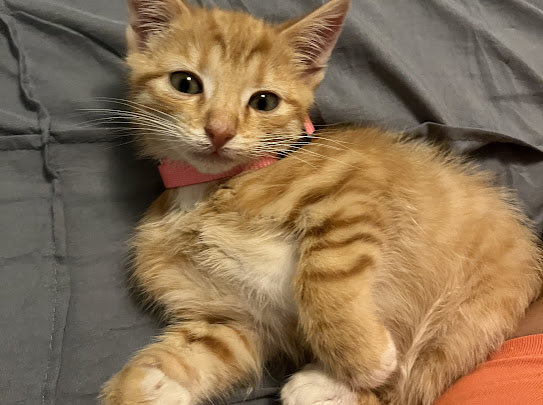 queenhaley777's tweet photo. pumpkin says hi https://t.co/aG7BKhzFPN