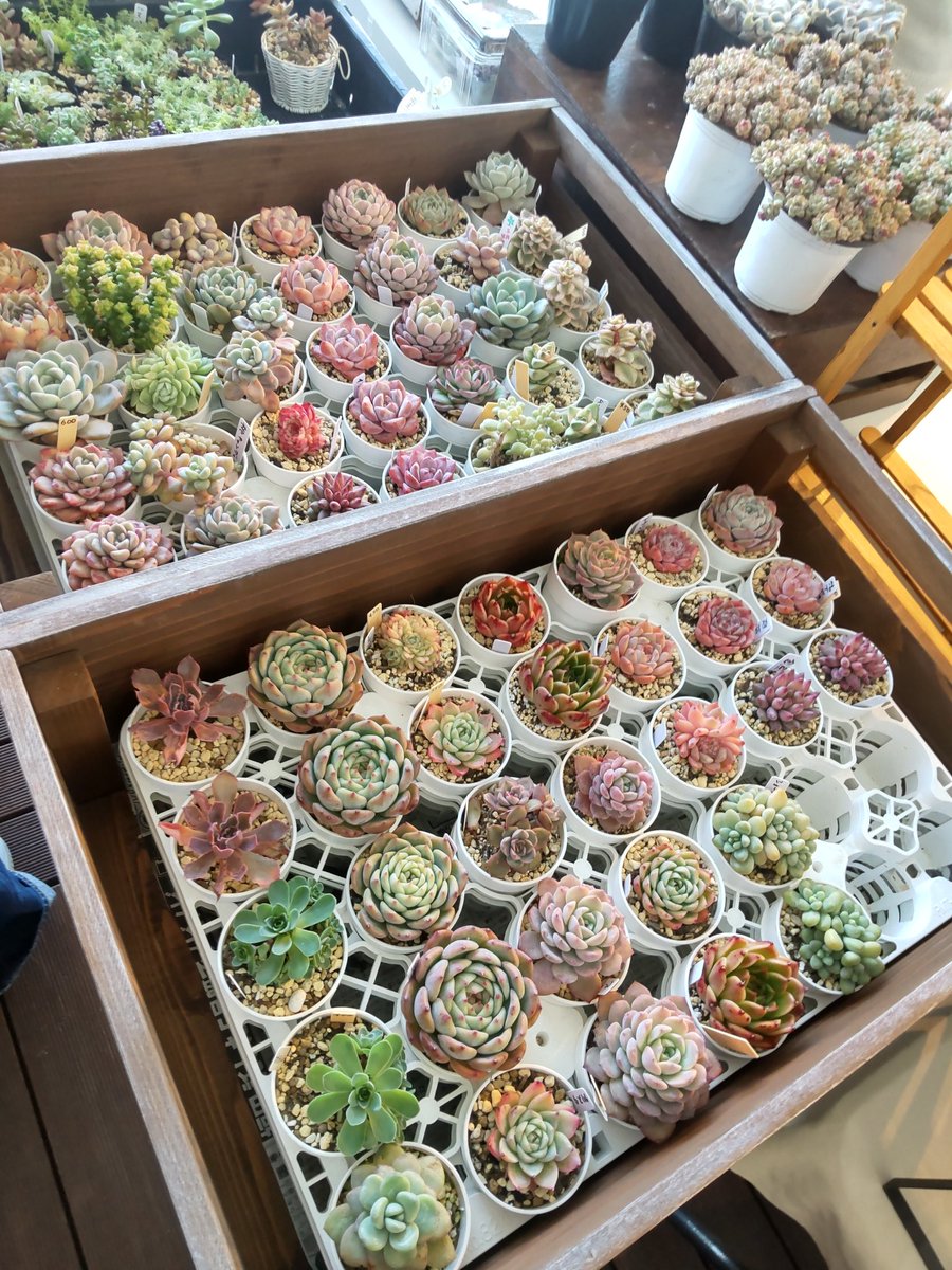 nakapapa2's tweet image. フラワーパーク江南で多肉植物のイベントに出店中のBOOWです
2月14日(土)15日(日)の2日間の出店です
みなさまおこしください
#BOOW
#多肉植物
#手作り木工鉢
#フラワーパーク江南
#LOVEBOTANICALS