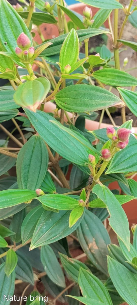 naturebring651's tweet photo. Princess Flower is an extra-tropical and subtropical attractive flowers, native to Brazil. Herbaceous perennials may...read..https://t.co/9yd48vDu7c
#naturebring #princessflower #growing #tropical #subtropical #Perennials https://t.co/HZIsRbyCid