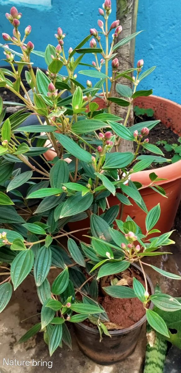 naturebring651's tweet photo. Princess Flower is an extra-tropical and subtropical attractive flowers, native to Brazil. Herbaceous perennials may...read..https://t.co/9yd48vDu7c
#naturebring #princessflower #growing #tropical #subtropical #Perennials https://t.co/HZIsRbyCid