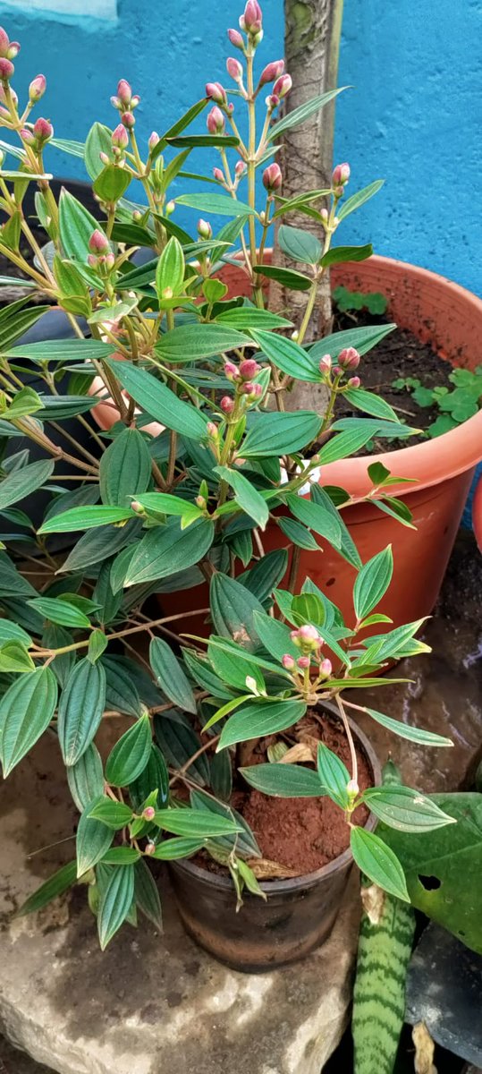naturebring651's tweet photo. Princess Flower is an extra-tropical and subtropical attractive flowers, native to Brazil. Herbaceous perennials may...read..https://t.co/9yd48vDu7c
#naturebring #princessflower #growing #tropical #subtropical #Perennials https://t.co/HZIsRbyCid