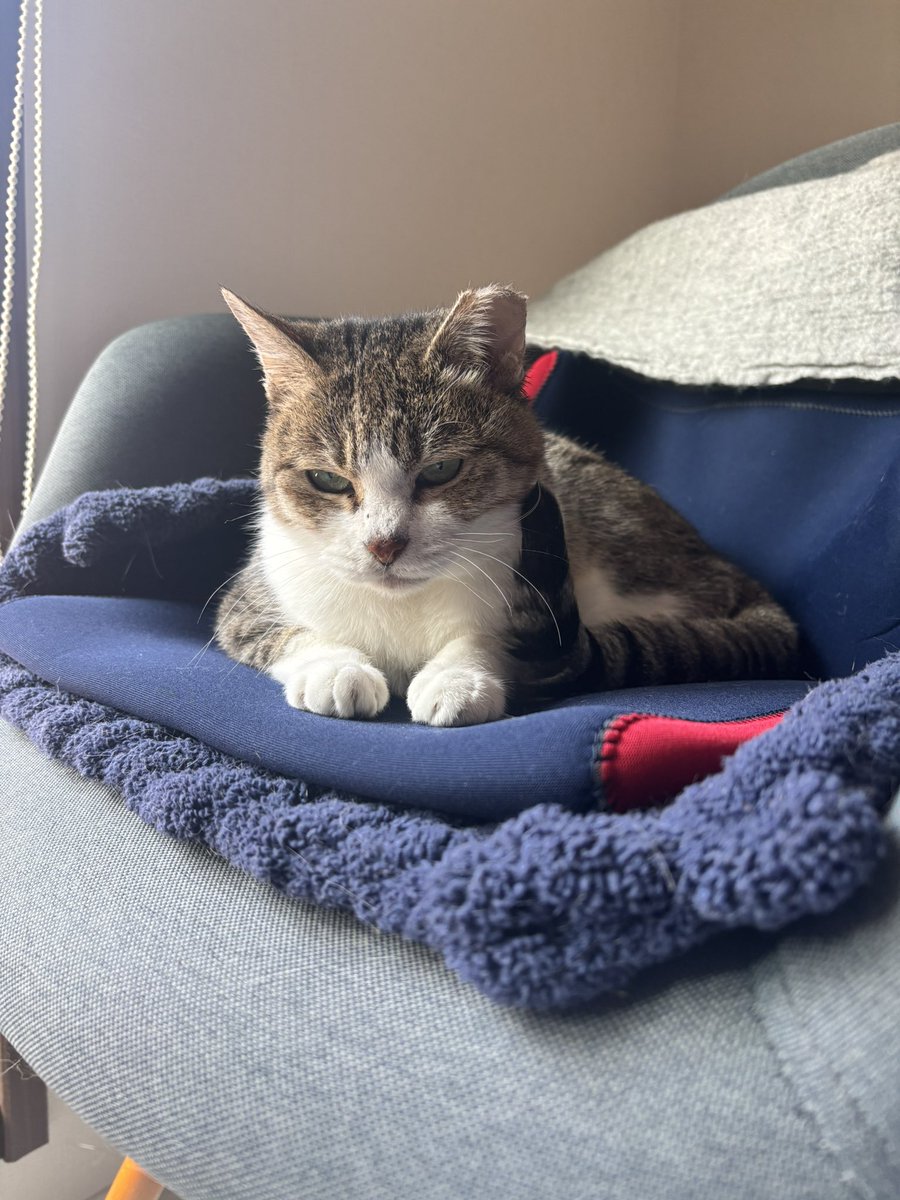 クロッツの湯たんぽざぶとん、
気に入ってくれてる。
気持ちいいよね☺️