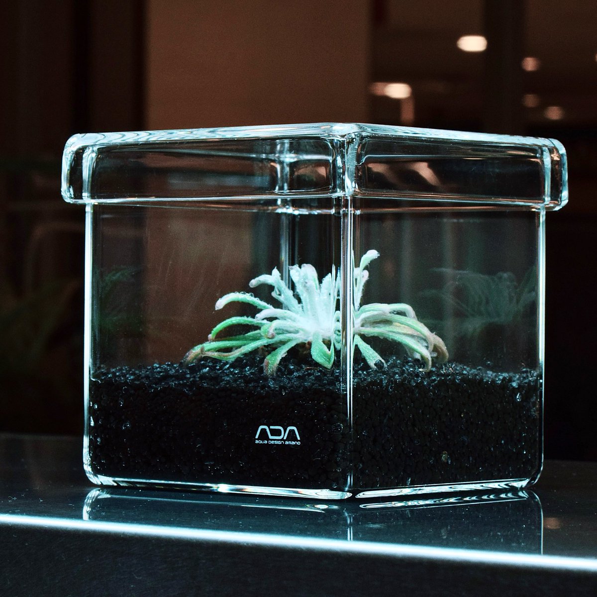 CUBE GARDEN SUPERIOR : Drosera ordensis ADAファンなら誰もが憧れる