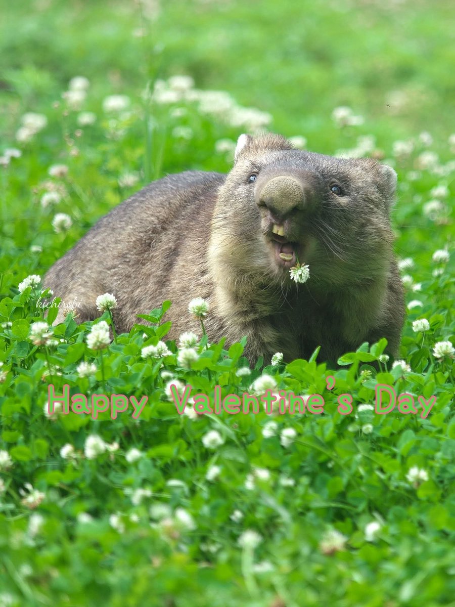 ワインさんが元気にいてくれる
それが嬉しいね
ありがとう
あなたの元気が
最高のバレンタインプレゼント💓

　#ワイン　#ギネス世界記録　#世界最高齢　#wain #oldestwombat　#五月山動物園 　#池田市　#ウォンバット　　#wombat　#wombatlove　 #satsukiyamazoo