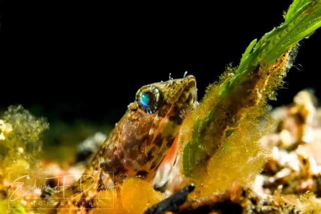 Captured during a night dive in Tañon Strait, Negros Oriental, the heart of the biodiversity-rich Coral Triangle, this macro portrait of a reef lizardfish #synodusvariegatus provides a peek into the underwater landscape and its tiniest denizens. Captured… instagr.am/p/DUuFo_3jZo-/