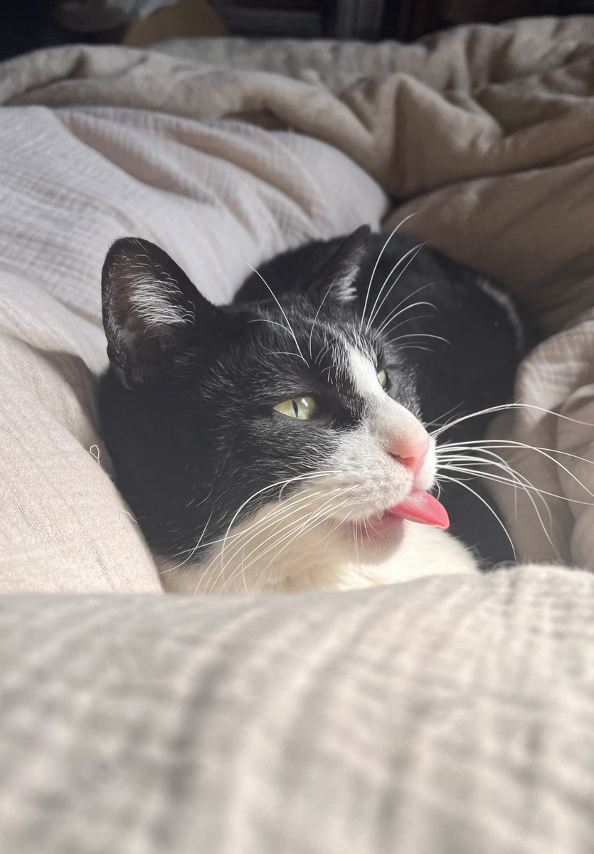 足の隙間に挟まりにくる猫