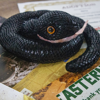 StAugAlligatorFarm tweet media