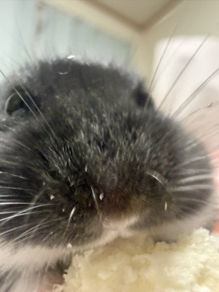 ひるね tweet media