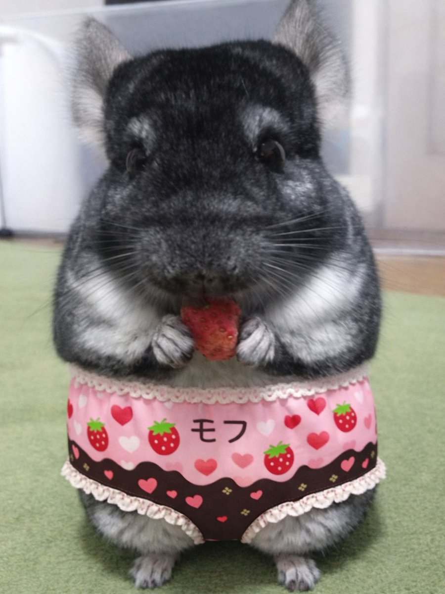 モフちゃん (@mofuchan0301) / Posts / X