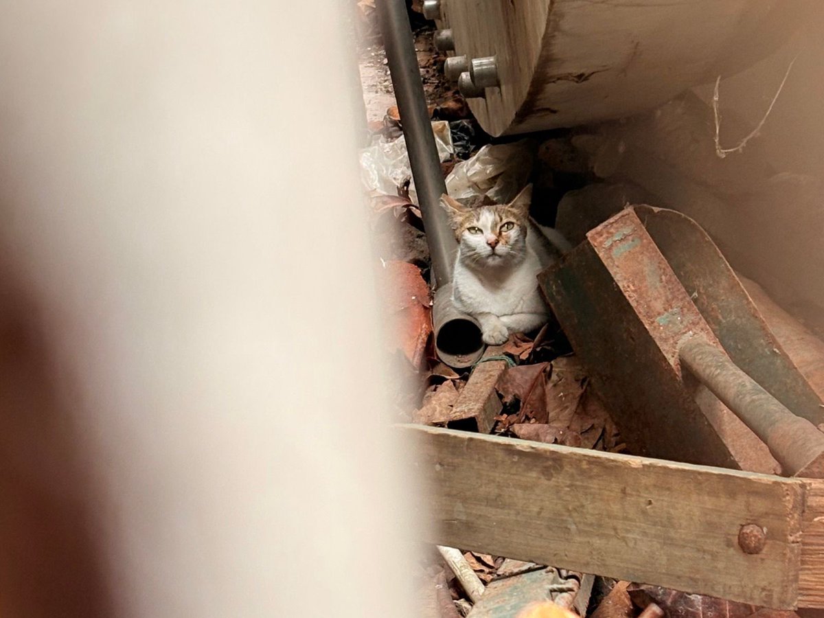 Hoy con un equipo de 10 delegados de <a href="/Proanimal_gye/">ProAnimal_gye</a> y 2 voluntarios veterinarios, realizamos labores de rescate en una colonia felina ubicada en un predio abandonado cercano al incendio, con autorización del Benemérito Cuerpo de Bomberos de Guayaquil