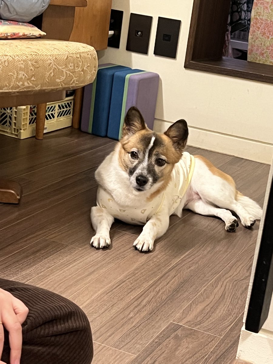 서촌 멍뭉이를 찾습니다~~~
보호자님 여행 중 돌봐주시던 집 현관 문이 잠시 열린 틈에 나갔어요.
서울시 종로구 서촌 인근에 계신 분들 관심있게 봐주세요.
제발 부탁드립니다!!!😭