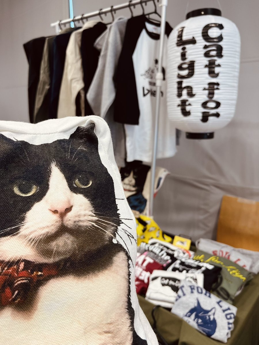 Cat for Light tweet media