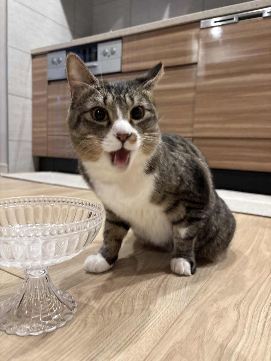 規定量のごはんを完食した後にバレンタイン追加カリカリを出した時の顔が良すぎた