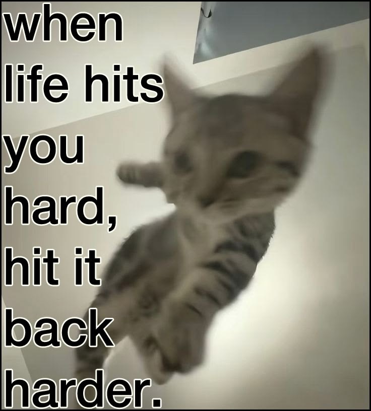 Cat Posted (@catposted) on Twitter photo 