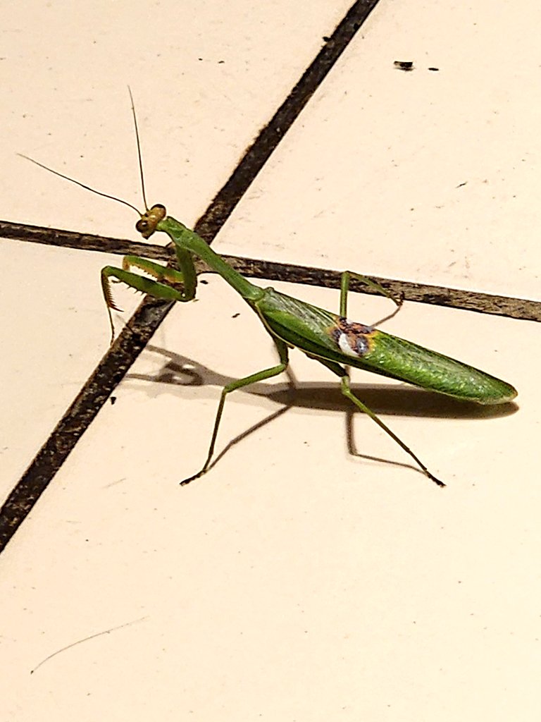 ¿Y ahora?
<a href="/papachukuta/">Papá Chukuta de Alasitas👨‍💼🇧🇴</a> 

*Gritos de angustia*