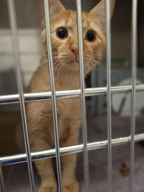 PetfindToronto's tweet image. #BATHURST ST #WILSON AVE  Pls RT2unite #FOUND #CAT- 11-Feb-26 #Toronto Animal Services A1027907 #NORTH 416-338-8723 ORANGE DSH M/9Mth
