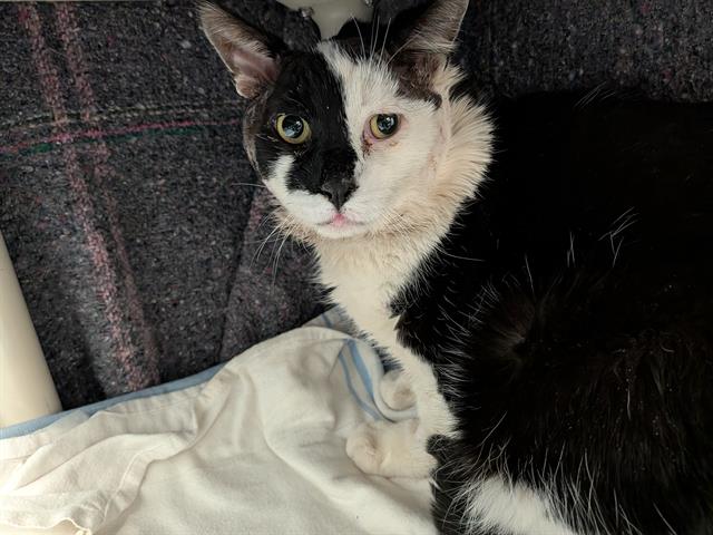 PetfindToronto's tweet photo. #BROADVIEW #DANFORTH Pls RT2unite #FOUND #CAT-11-Feb-26 #Toronto Animal Services A1027922 #EAST 416-338-7539 BLACK WHT DMH M/?Age https://t.co/wiwIOWi5IG