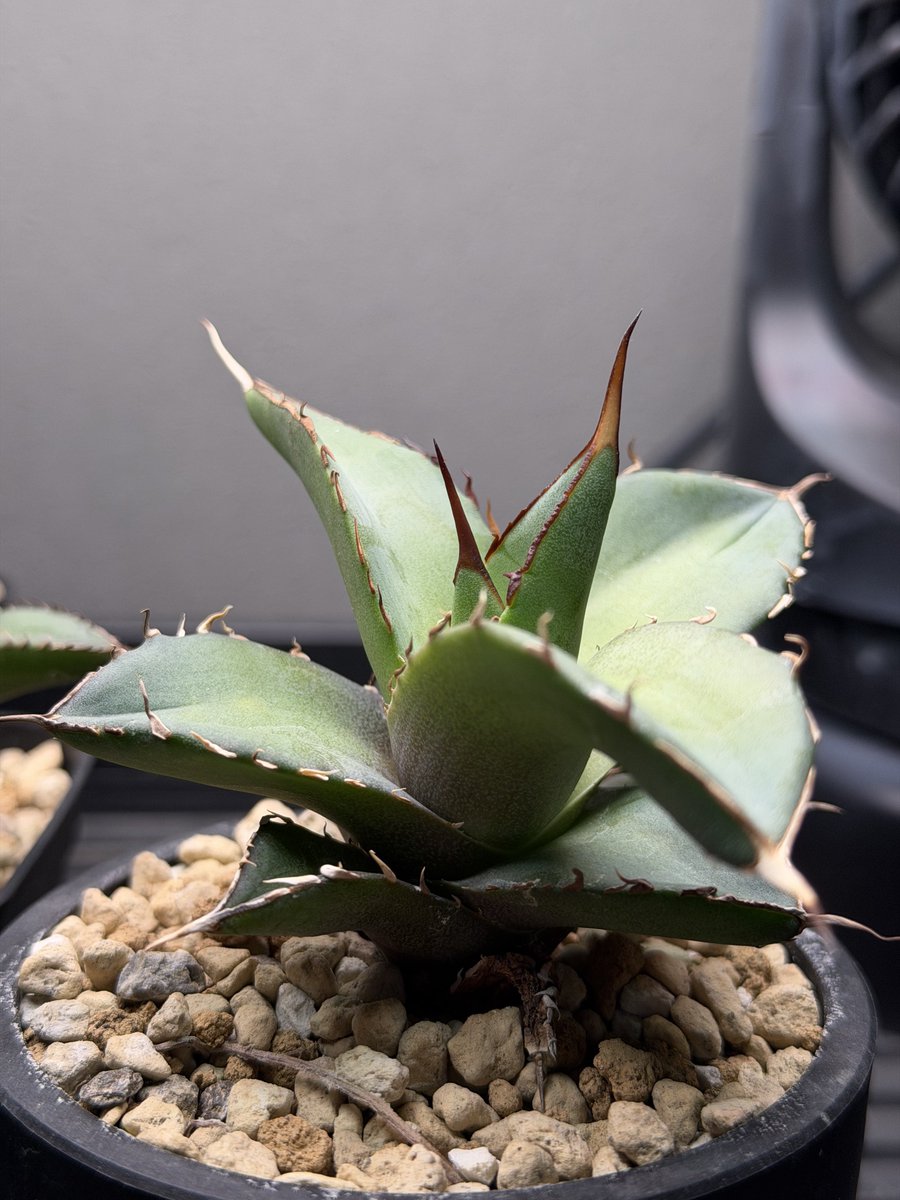 uka__channel's tweet photo. インフルB型でダウンしてる間、毎日植物たちをガン見してたらみんないい感じに動き出してきた👀
うちの子たちは過保護がいいのかもしれない🥴 https://t.co/0KZaQPKg4f