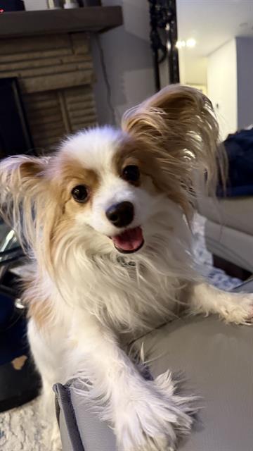 PetfindToronto's tweet image. #MARTINGROVE RD #RATHBURN RD #WESTDEANEPARK  Pls RT2unite #FOUND #DOG- 11-Feb-26 #Toronto Animal Services A1027944 #PUBLIC L&amp;amp;F 416-338-7297 WHITE BRN #PAPILON F/?Age