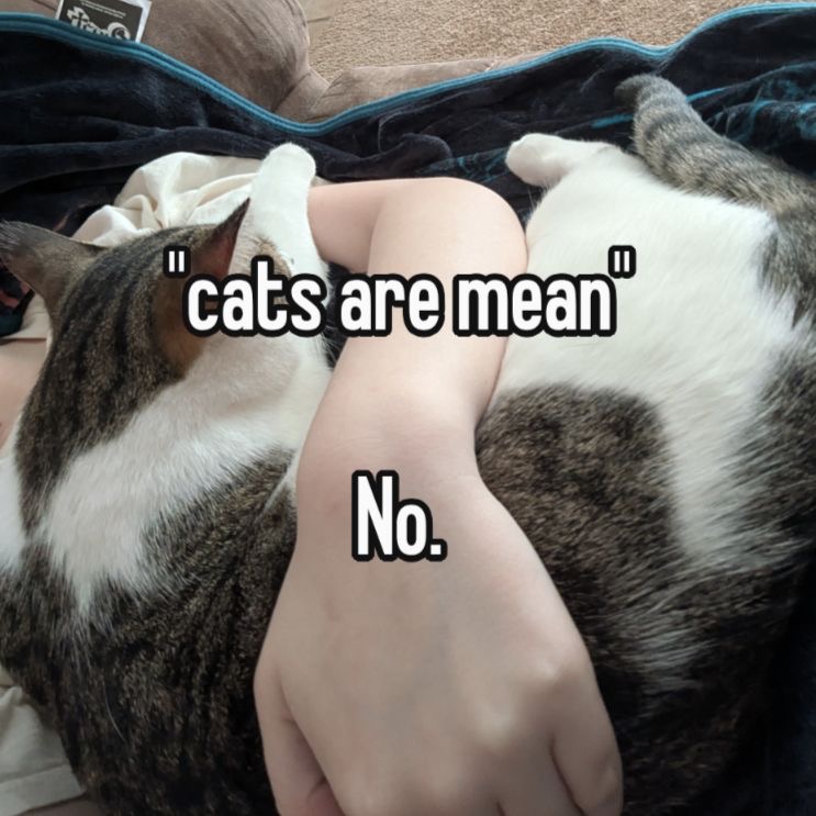 Cat Posted (@CatPosted) on X