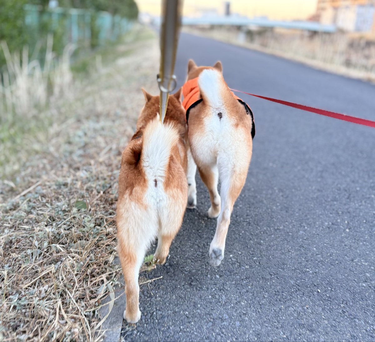 柴のおしりが好きな方へ😊 #豆柴 #柴犬が好きすぎるで使っていいよ