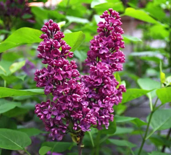 borncamp's tweet photo. Monge Lilac is sold out. https://t.co/bqesfIobrb