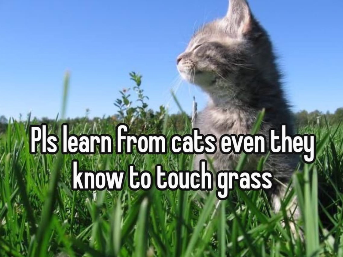 Cat Posted tweet media