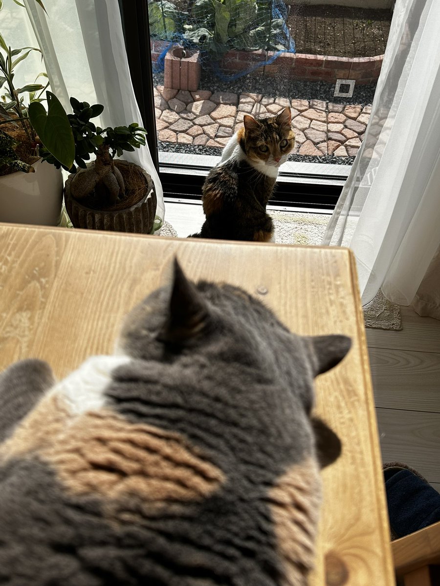 今日は天気も良く暖かい☀️
リビングは窓全開にして、たまに入ってくる風が気持ち良い😊
これでも室温24℃位になっているし😅
猫たちは陽だまりでまったり😸