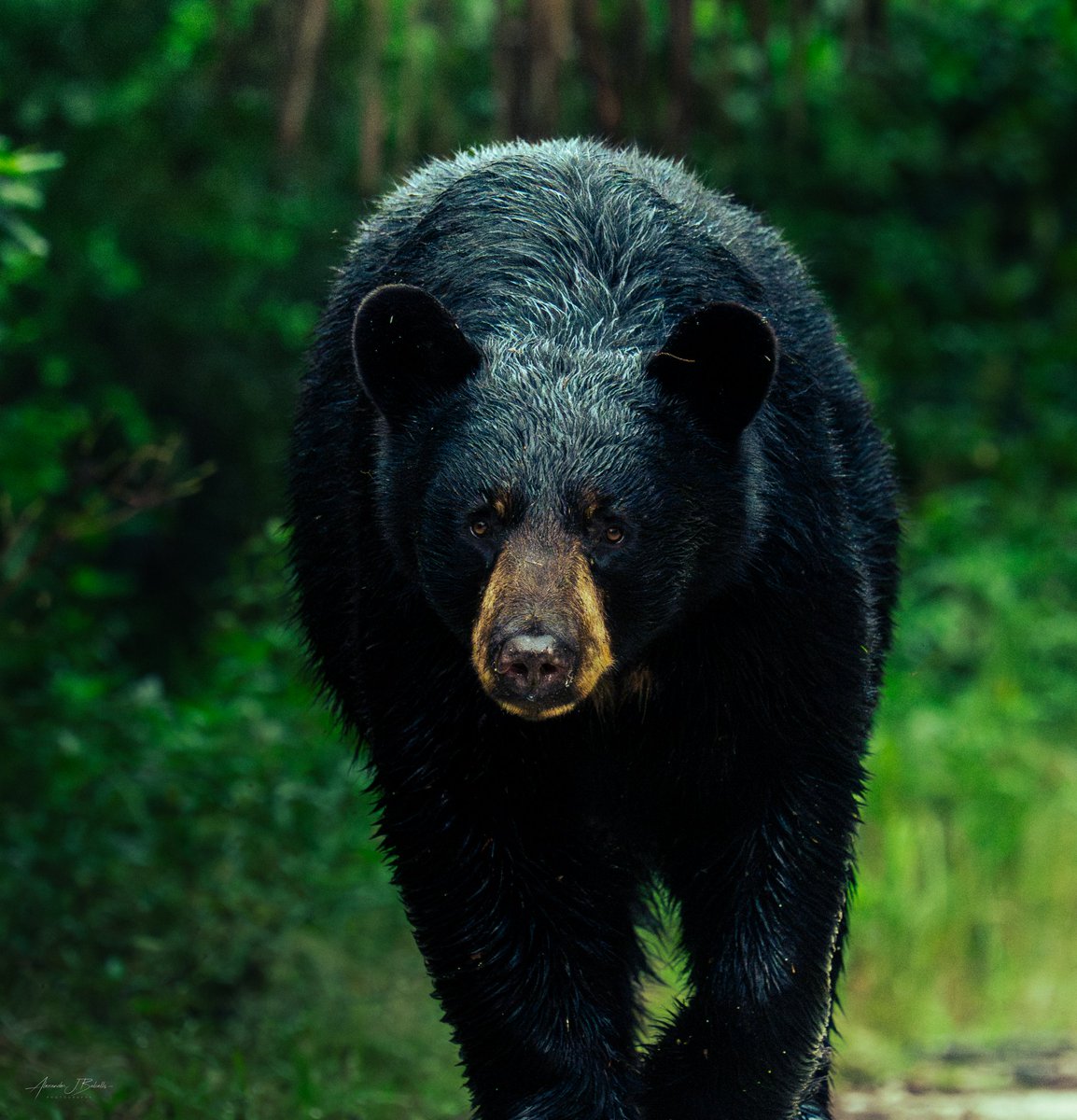 Tomorrow: Hiking Fakahatchee Strand and returning to Bear Island to offload my trail camera.
