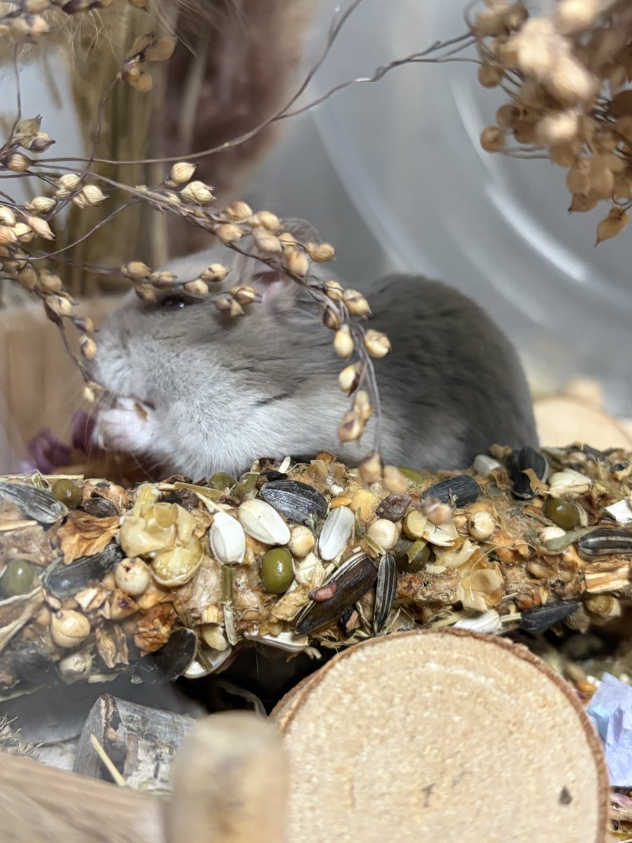 🥟두두🌱 tweet media