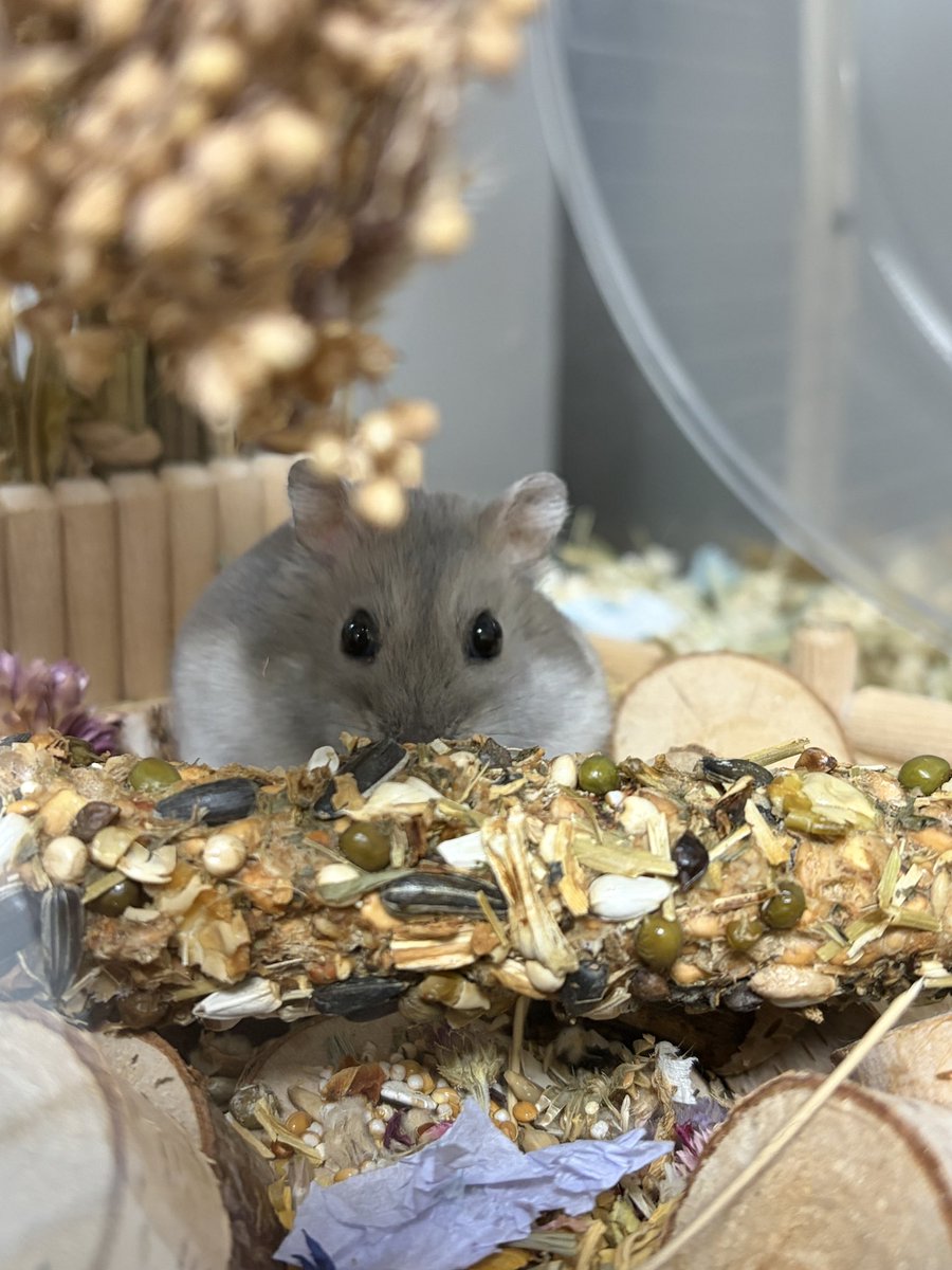 🥟두두🌱 tweet media