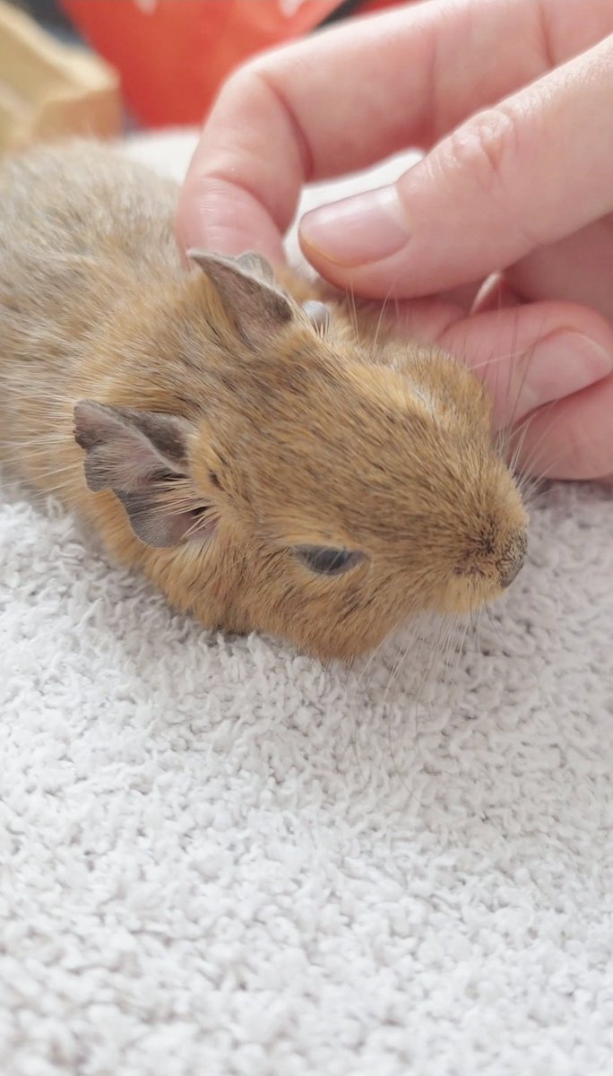 カピが亡くなっており、先程出棺しました。
抱っこが大好きで寂しがりやな子でした。
どうか、元の飼い主さんのところに生まれ変わってきてあげて。あなただってわかるから。少し落ち着いたら、またいつも通りのデグーたちの投稿をします🐹