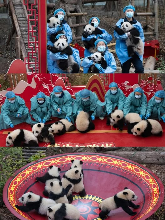 ShanghaiEye's tweet image. Thirty #giantpanda cubs were gathered at the China Conservation and Research Center for the Giant Panda's #Chengdu Research Base of Giant Panda Breeding recently to send #SpringFestival greetings. A total of 45 cubs were born in the two breeding bases in 2025.
