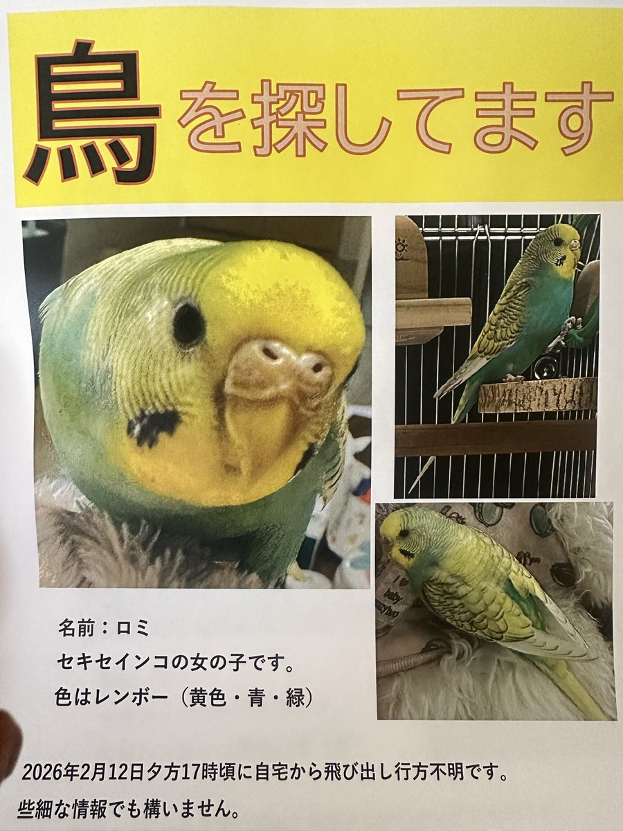 𓅪ロミちゃん 2/12 埼玉県加須市久下3丁目付近より迷子 黄·青·緑の