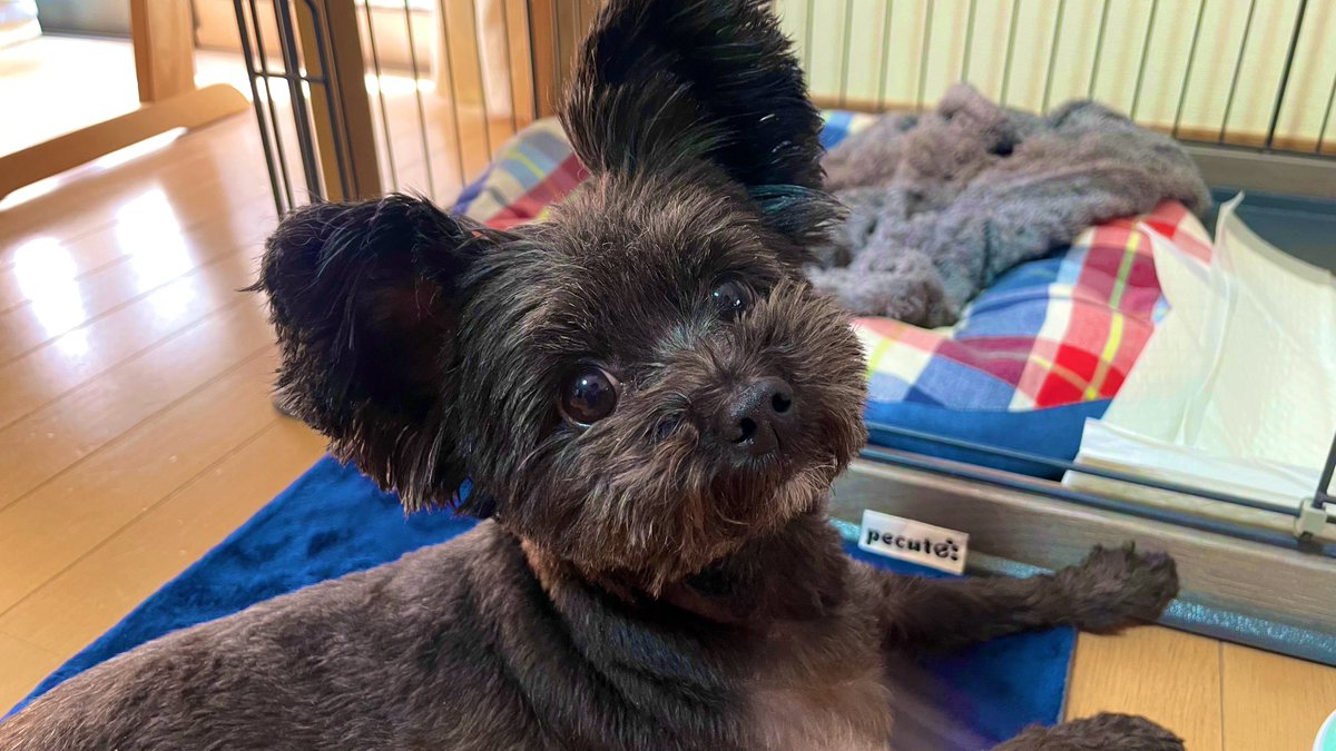 きょうのわんこ🐕 ͗ ͗