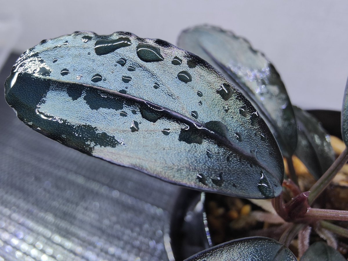 キボーデコ (@kiboudeko) / Posts / X