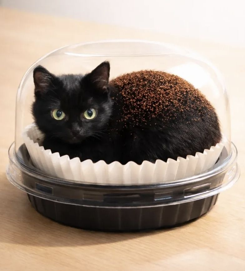 BLAEDIC(commission open) tweet media