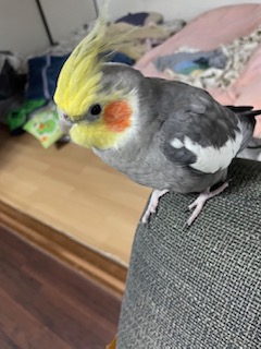 TSUBASA6077's tweet photo. 【拡散希望】
オカメインコの迷子情報です

場所：愛知県江南市
日時：2026/2/12 14:30
名前：ツナ
特徴：体の色がグレー、顔がイエロー、オレンジの丸いほっぺが頭頂です

情報お持ちの方、下記までご連絡を
npotsubasa@tsubasa0615.org
情報拡散のご協力お願いします https://t.co/YaLWa0UC5O