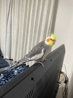 TSUBASA6077's tweet photo. 【拡散希望】
オカメインコの迷子情報です

場所：愛知県江南市
日時：2026/2/12 14:30
名前：ツナ
特徴：体の色がグレー、顔がイエロー、オレンジの丸いほっぺが頭頂です

情報お持ちの方、下記までご連絡を
npotsubasa@tsubasa0615.org
情報拡散のご協力お願いします https://t.co/YaLWa0UC5O