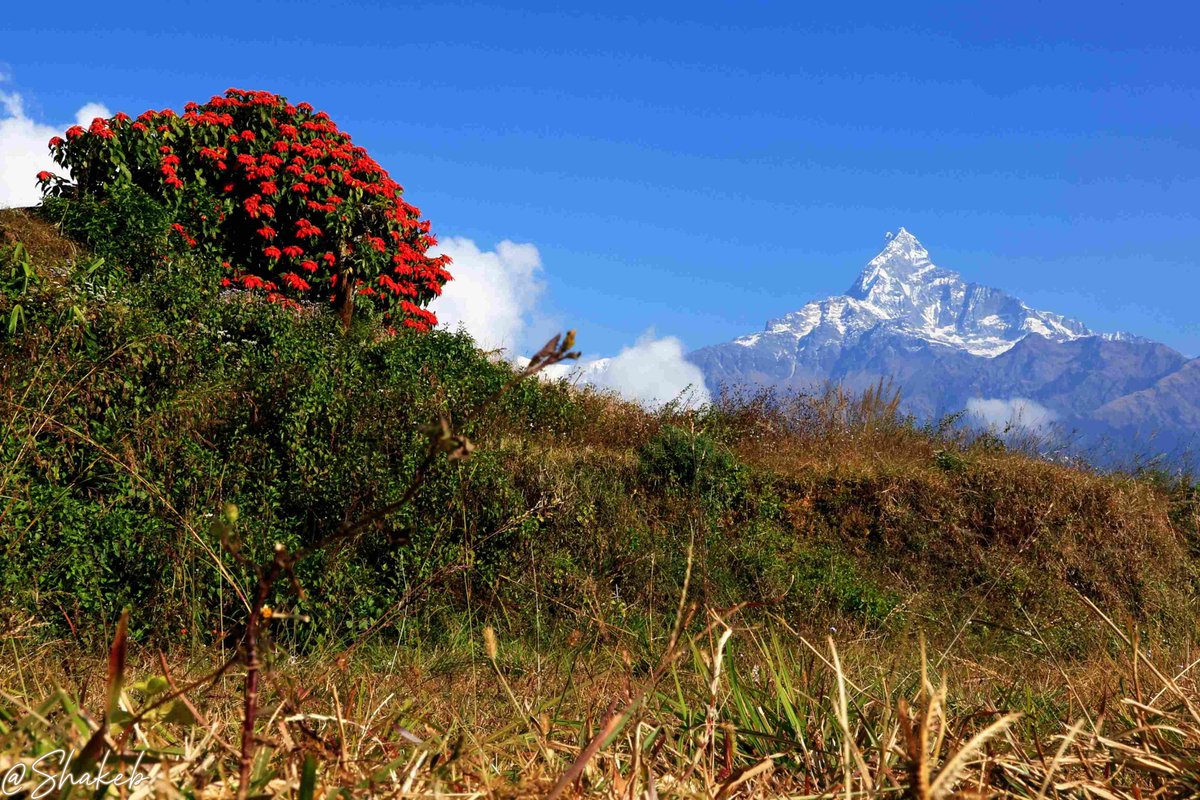 Shakeb Nabi tweet media