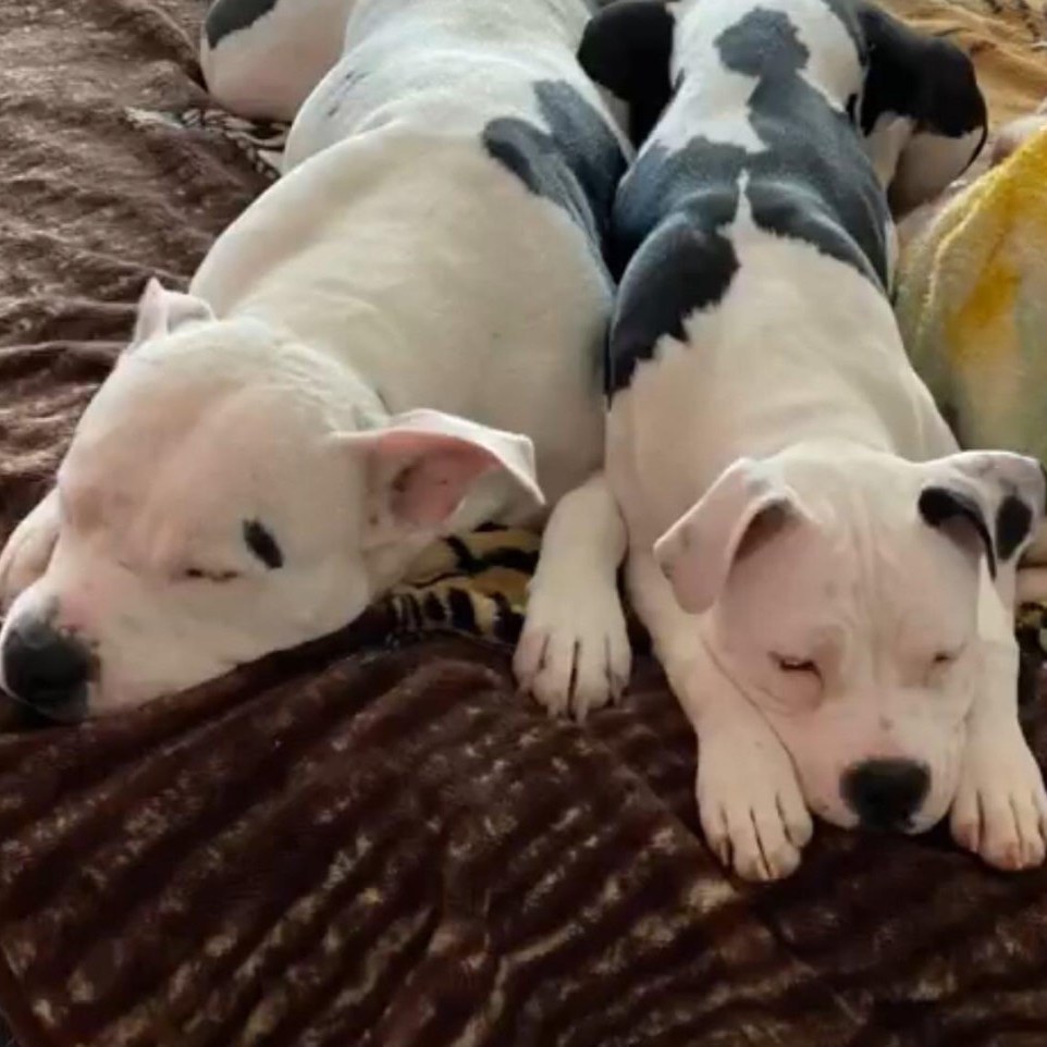 PACT for Animals tweet media