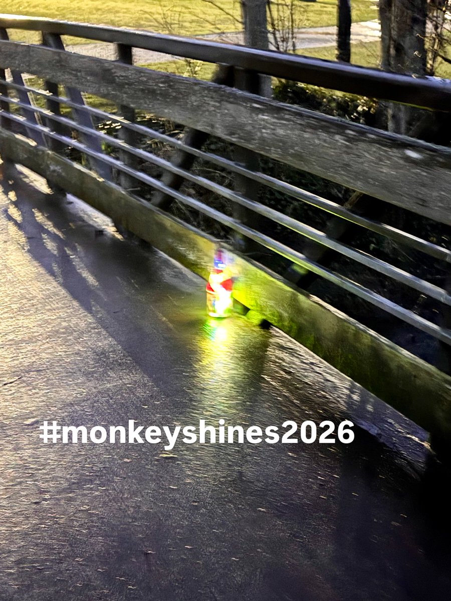 Silly Irish Monkeys tweet media