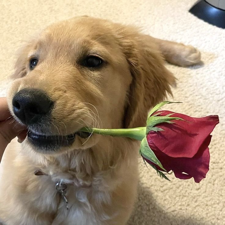 happy valentine's day ❤︎