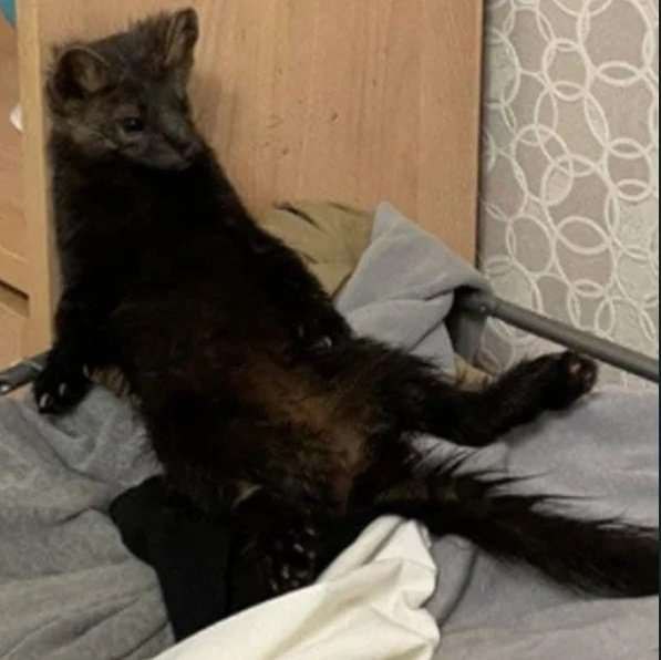 Kuiper 🔞 tweet media