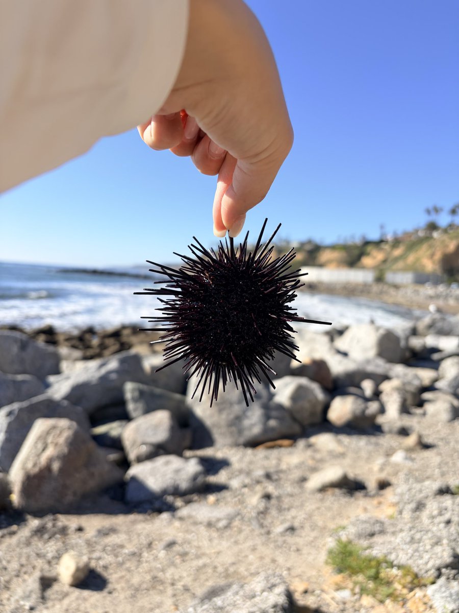 mieisgood's tweet photo. 今日はウニ狩りしてきた!
#whitepoint #LA https://t.co/eNKwWnlf4G