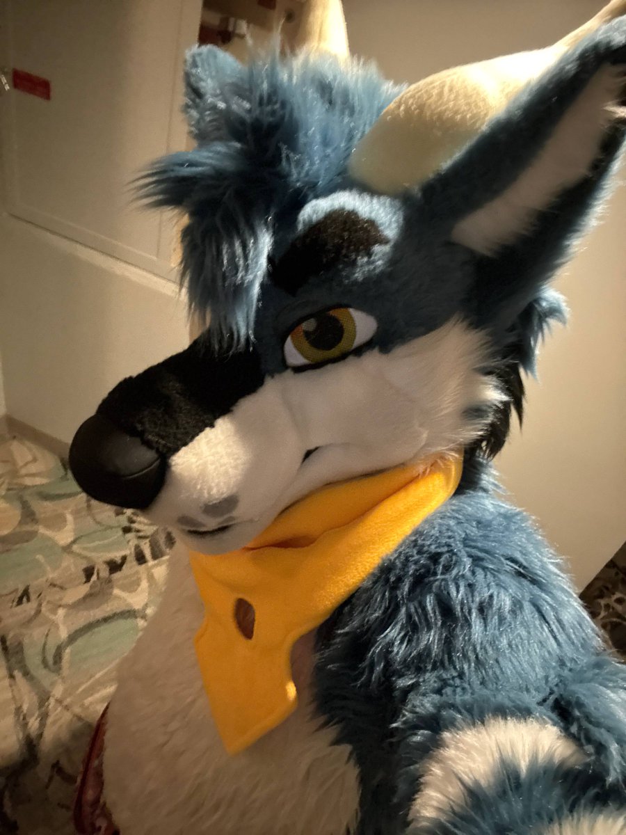 dirdwolf @ lvfc tweet media